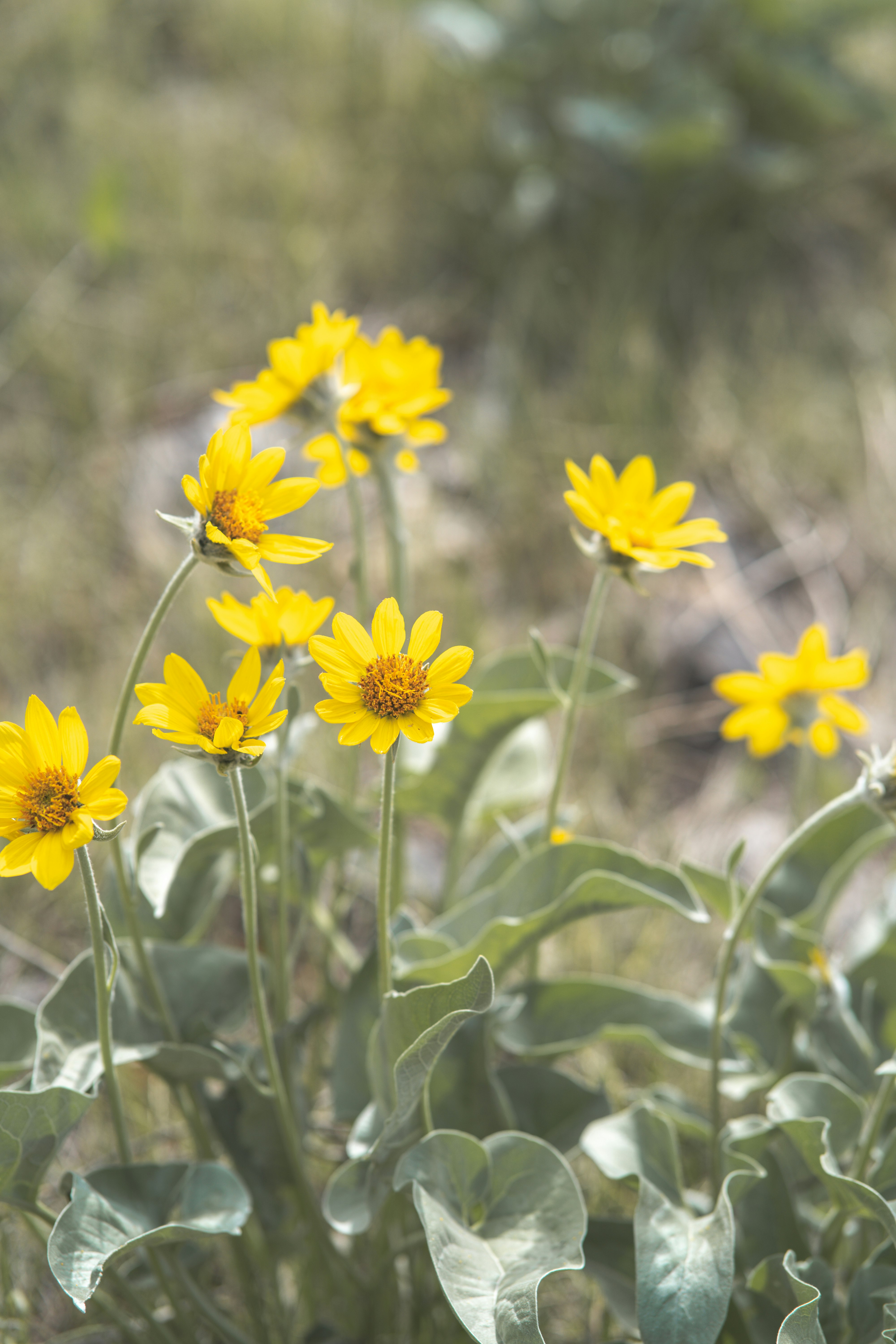 yellow flowers in tilt shift lens